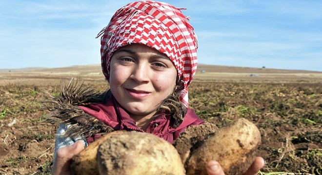 Patates üreticisi, hasattan memnun