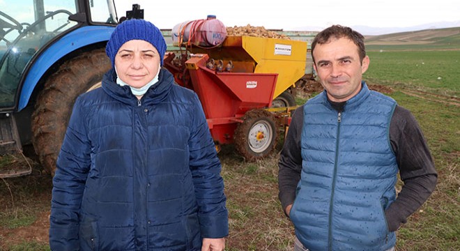 Patates üreticisi, pazar planlaması istiyor