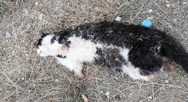 Patileri kopmuş olarak bulunan kediye araç çarpmış