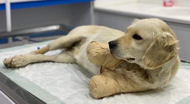 Patileri kesilen yavru köpek, hayati tehlikeyi atlattı