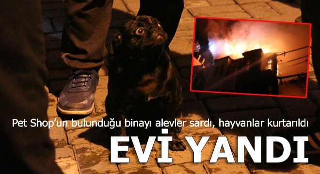 Pet Shop'taki hayvanlar kurtarıldı