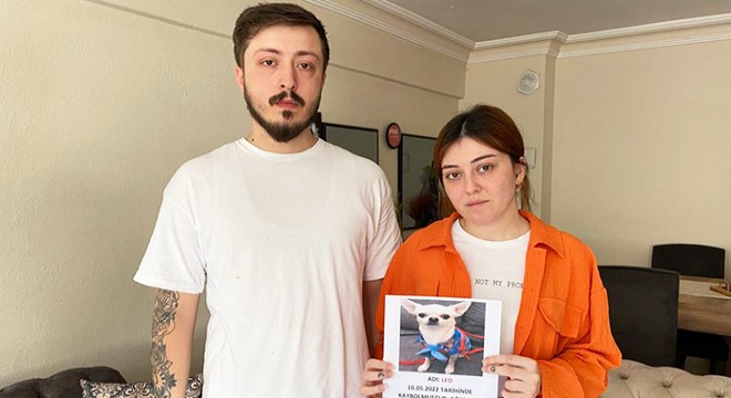 Pet shop'ta çalınan köpeklerini arıyorlar