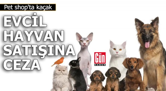 Pet shop'ta kaçak evcil hayvan satışına ceza