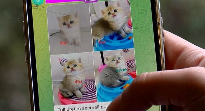 Pet shopta yasaklanan hayvan satışı sosyal medyada arttı