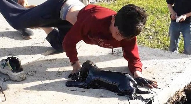 Petrol kuyusuna düşen köpekleri çocuklar kurtardı