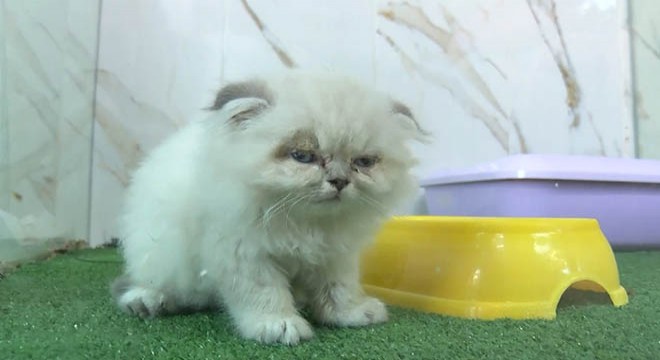 Petshop vitrinlerinden kedi ve köpekler kaldırıldı