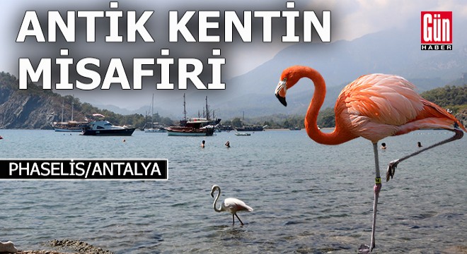 Phaselis Antik Kenti'ndeflamingo sürprizi