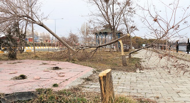 Piknik alanındaki ağaçlar kesilip, göle atıldı