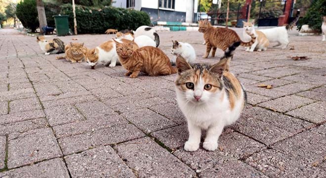 Piknikçiler çekilince aç kalan kedileri esnaf beslemeye başladı