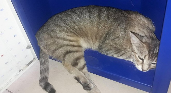 Pitbull cinsi köpeğe 'Çıtır'ı parçalatan üç çocuk yakalandı