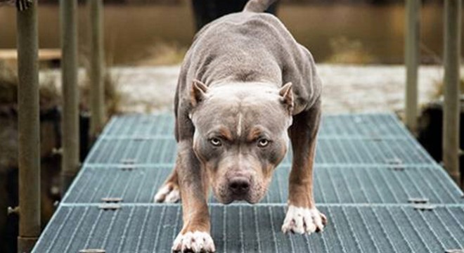 Pitbull dehşetinde gözaltı sayısı 6'ya çıktı