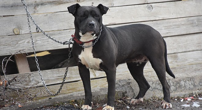 Pitbull ile sokakta yakalandı; 14 bin 982 lira ceza kesildi