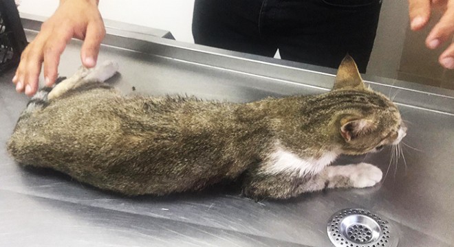 Pitbull'un saldırdığı gebe kedi öldü, sahibine 7 bin TL ceza