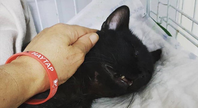 Pitbull'un  saldırdığı kedi ağır yaralandı