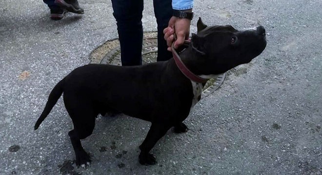 Pitbull gezdirdi, 10 bin lira ceza yedi