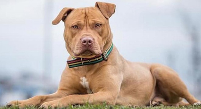 Pitbull silah sayıldı,  2 yıl 6 ay hapis cezası verildi