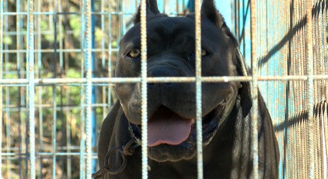 Pitbull yasağı kağıt üstünde kaldı