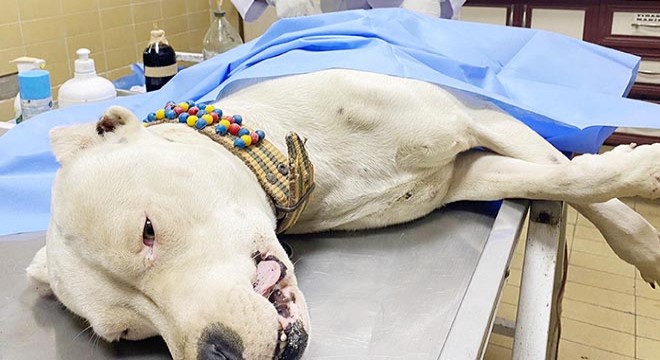 Pitbullu bıçaklayıp, sahibini dövdüler