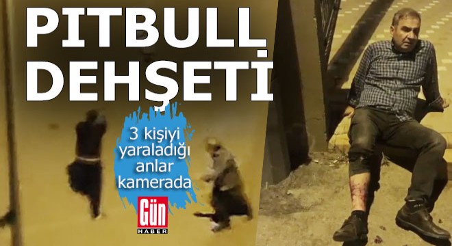 Pitbullun, sahibini, ağabeyini ve annesini ısırdığı o anlar kamerada...