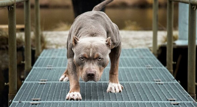 Pitbullunu saldırttığı iddia edilen sanığa tahliye