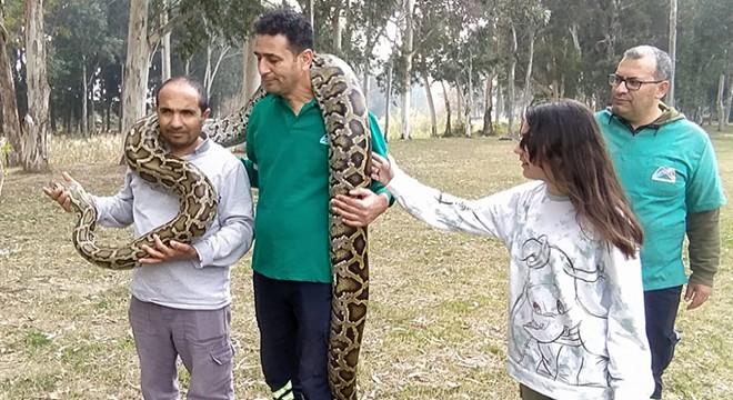 Piton ve boa yılanlarının korkusuz bakıcıları