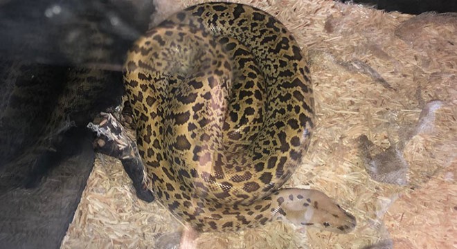 Piton yılanı ve parmak maymun korumaya alındı