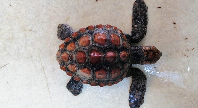 Plastik poşet yutan caretta caretta öldü