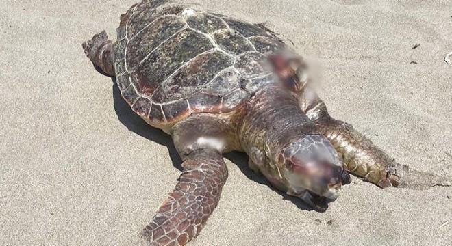 Plastiklerden bağırsakları tıkanan caretta caretta öldü