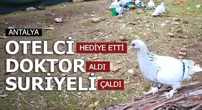 Polis güvercinlerin fiyatını öğrenince şaştı