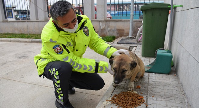 Polis ekipleri, sokak hayvanlarını elleriyle besledi