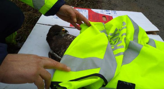 Polis memuru, yaralı şahinin üzerine yeleğini örttü