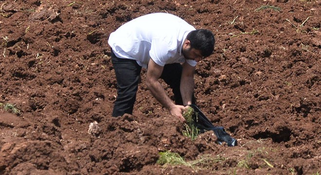 Polis, patates başakçılarını tarladan zorla çıkardı