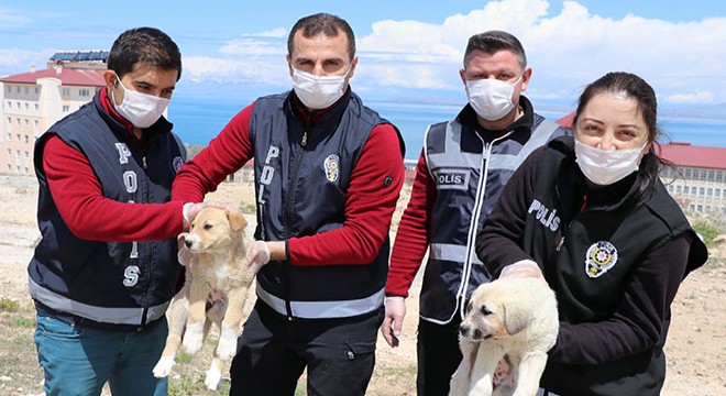 Polis, sokak köpeklerini besledi