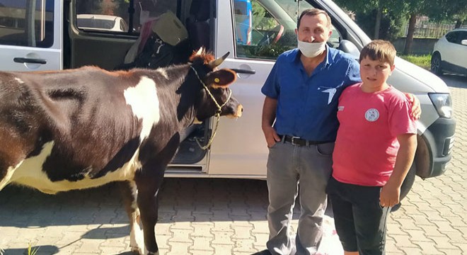 Polisin durdurduğu araçtan, çalınan gebe inek çıktı