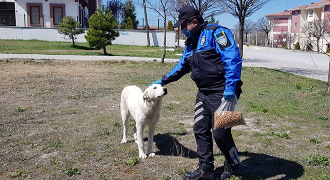 Polisler sokak hayvanlarını besledi