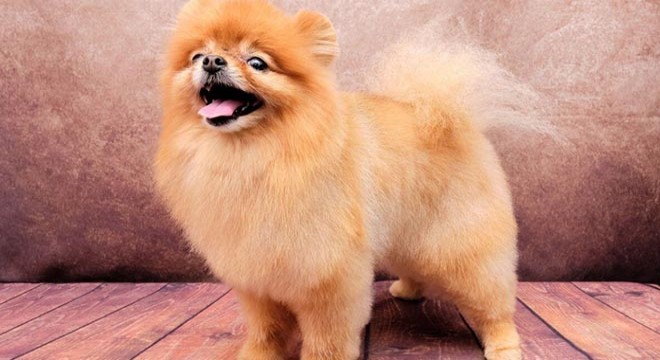 Pomeranian Boo Köpeği Özellikleri ve Bakımı