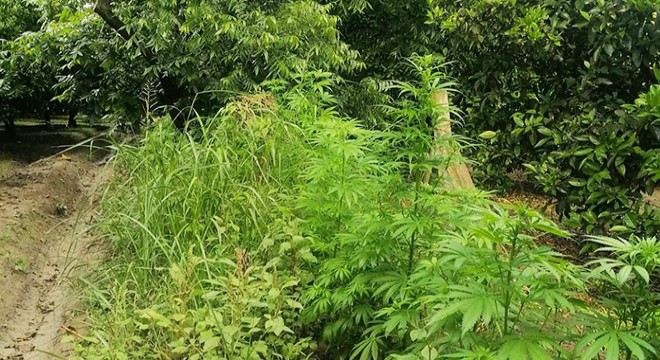 Portakal bahçesinde kenevir bitkisi