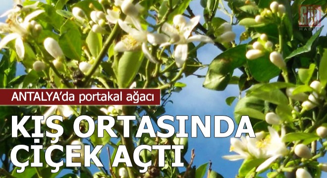 Portakal ağacı, kış ortasında çiçek açtı