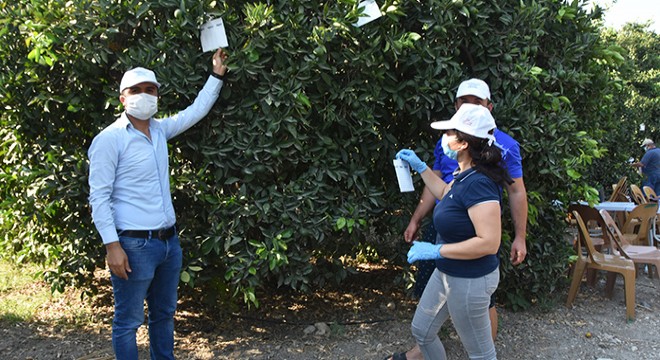 Portakal ağaçlarını tuzaklar koruyacak