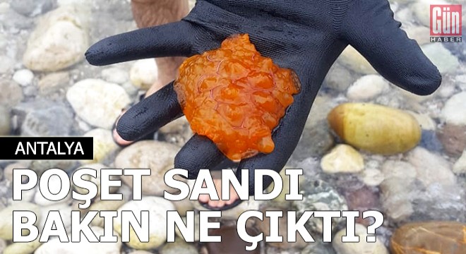 Poşet sandı bakın ne çıktı?