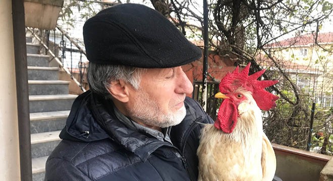 Postacıyı kovalayan "Horoz Hüsnü" ilgi odağı oldu