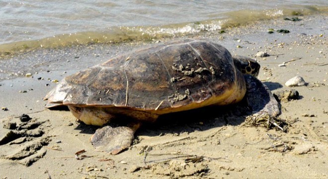 Profesör Kaska'dan 'caretta caretta' uyarısı