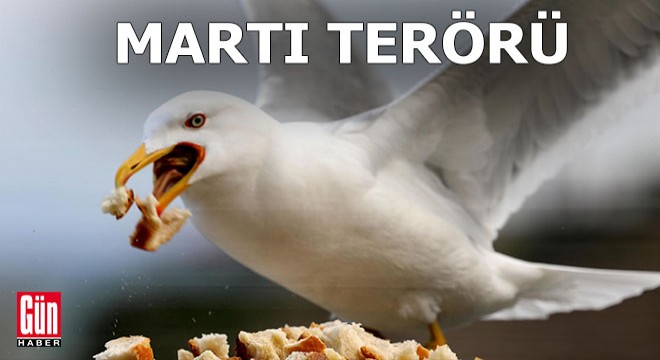 Profesör martı tehlikesine dikkat çekti