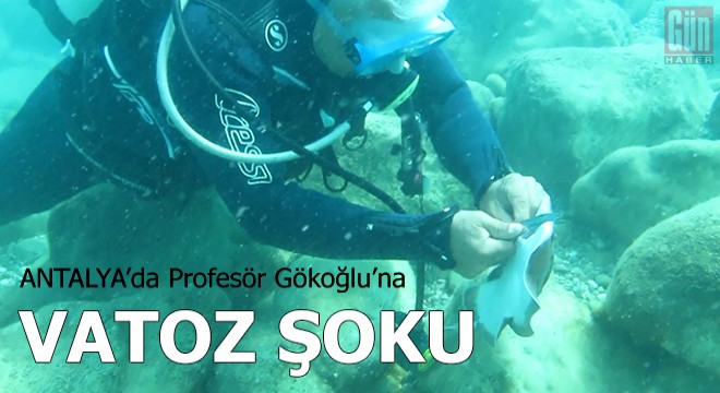 Profesör, vatozun elektrik şokuna maruz kaldı