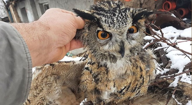 Puhu, pençesinde avladığı kuşla birlikte ölü bulundu