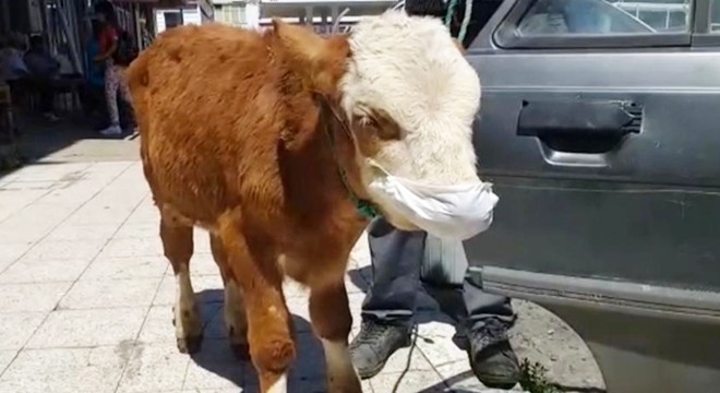 Rahatsızlanan buzağıyı maske takıp veterinere götürdüler