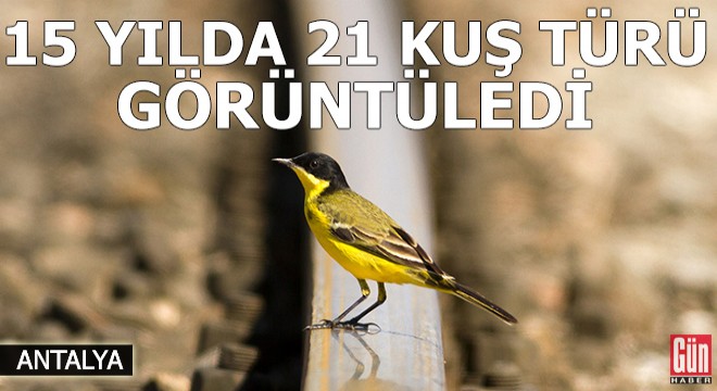 Raylar üzerinde 15 yılda 21 kuş türü görüntüledi