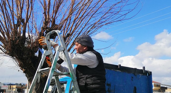 Refüjlerdeki ağaçlara bahar budaması