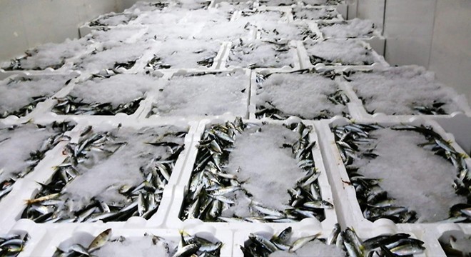 Rize'de 1,5 ton istavrite el koyuldu