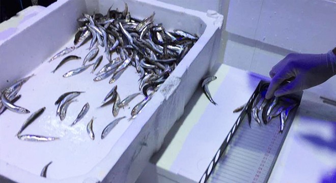 Rize'de boyları küçük 1 ton balığa el konuldu